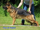 Adorables chiots Berger Allemand LOF à poil court à vendre