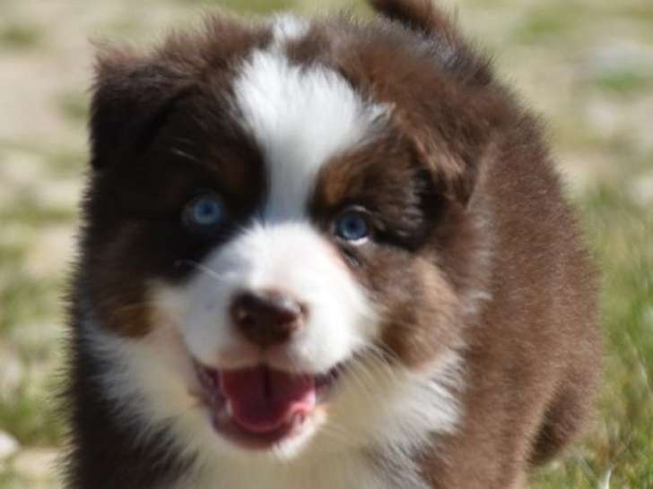 Des chiots Bergers Australiens LOF à acheter