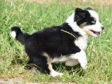 Des chiots Bergers Australiens LOF à acheter