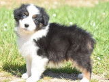 Des chiots Bergers Australiens LOF à acheter