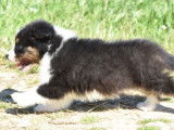 Des chiots Bergers Australiens LOF à acheter
