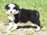 Des chiots Bergers Australiens LOF à acheter