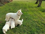 Chiots Berger Blanc Suisse LOF à vendre