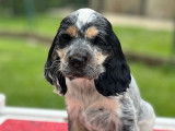 Des chiots Cockers Anglais LOF tricolores à vendre