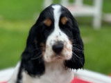 Des chiots Cockers Anglais LOF tricolores à vendre