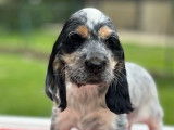 Des chiots Cockers Anglais LOF tricolores à vendre