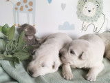 Chiots Berger Blanc Suisse LOF à vendre