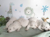 Chiots Berger Blanc Suisse LOF à vendre