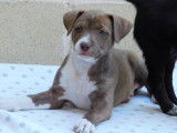 Bull, chiot de 3 mois intrépide et innocent à adopter