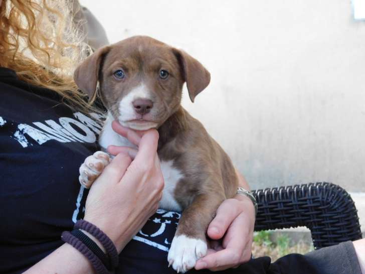 Bull, chiot de 3 mois intrépide et innocent à adopter