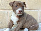Bull, chiot de 3 mois intrépide et innocent à adopter