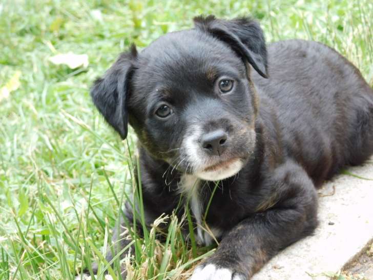 Cactus, chiot de 4 mois aventurier et bout en train à adopter