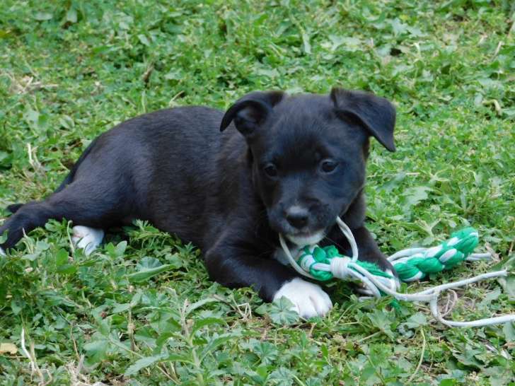 Smoke, chiot de 4 mois craquant et équilibré à adopter