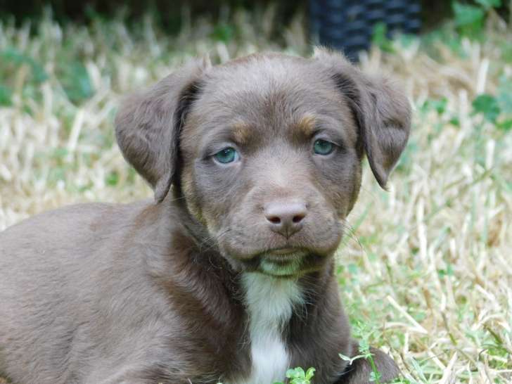 Trasgo, chiot de 3 mois à adopter