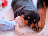 &Agrave; r&eacute;server 6 chiots Rottweilers LOF