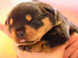 &Agrave; r&eacute;server 6 chiots Rottweilers LOF