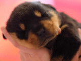 &Agrave; r&eacute;server 6 chiots Rottweilers LOF