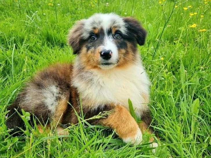 Des chiots Bergers Australiens LOF disponibles à la vente