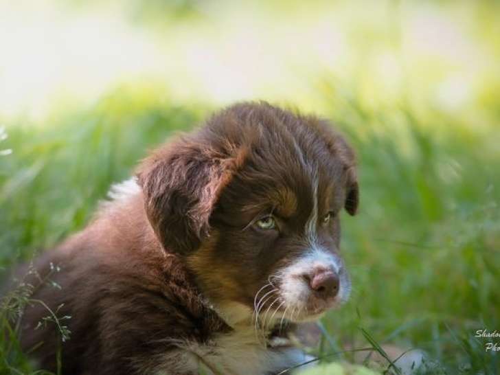 1 chiot Berger Australien femelle disponible à la vente (LOF)