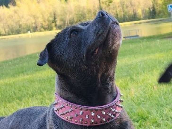 Chienne Staffordshire Bull Terrier LOF de 6 ans en vente