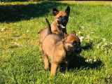 Disponibles à la réservation 6 chiots Malinois LOF