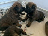 Disponibles à la réservation 6 chiots Malinois LOF
