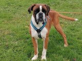 Chien adulte Boxer fauve de 5 ans LOF disponible &agrave; la vente