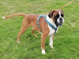 Chien adulte Boxer fauve de 5 ans LOF disponible &agrave; la vente