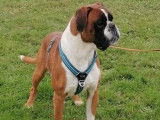 Chien adulte Boxer fauve de 5 ans LOF disponible &agrave; la vente