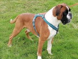 Chien adulte Boxer fauve de 5 ans LOF disponible &agrave; la vente