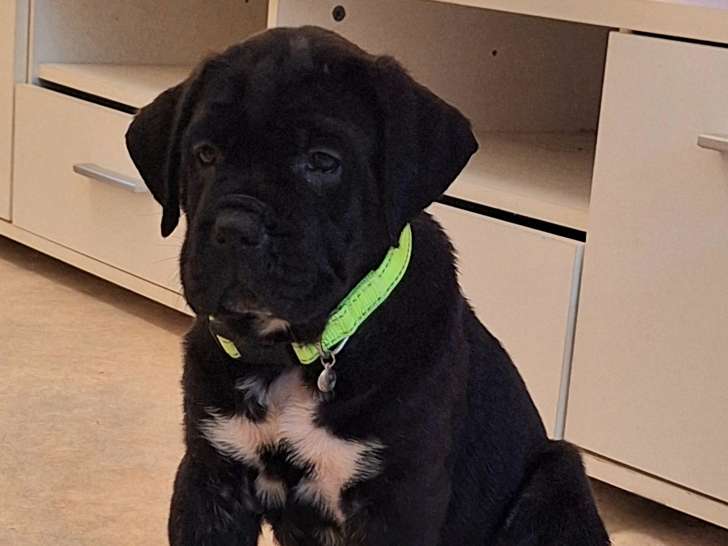 Magnifique chiots Cane Corso avec pedigree Saint-Hubert à vendre