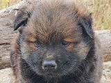 8 chiots Eurasiers LOF à réserver