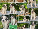 Chiots Saint-Bernard LOF à vendre