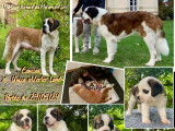 Chiots Saint-Bernard LOF à vendre