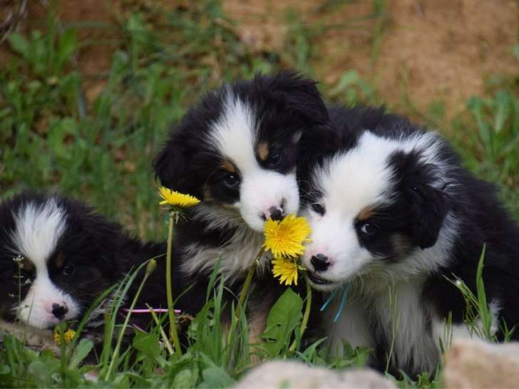 Des chiots Bergers Australiens Miniatures LOF disponibles à la vente