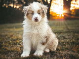 Des chiots Bergers Australiens Miniatures LOF disponibles à la vente