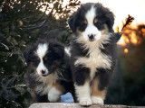 Des chiots Bergers Australiens Miniatures LOF disponibles à la vente