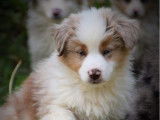 Des chiots Bergers Australiens Miniatures LOF disponibles à la vente