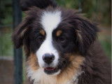 Des chiots Bergers Australiens Miniatures LOF disponibles à la vente