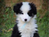 Des chiots Bergers Australiens Miniatures LOF disponibles à la vente