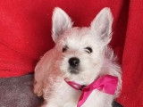 Des chiots Westies LOF de couleur blanche à acheter (LOF)
