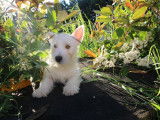Des chiots Westies LOF de couleur blanche à acheter (LOF)