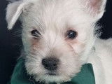 Des chiots Westies LOF de couleur blanche à acheter (LOF)