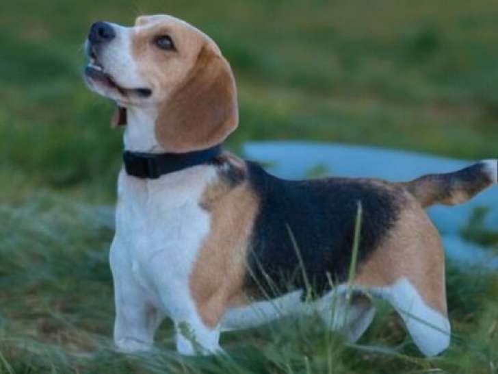 Un chien Beagle mâle tricolore de 5 ans LOF à vendre
