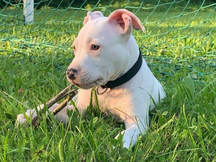 Chiot American Staffordshire Terrier à vendre