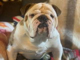 Un chien Bulldog Anglais adulte mâle de 5 ans LOF pour saillie