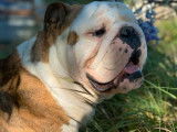Un chien Bulldog Anglais adulte mâle de 5 ans LOF pour saillie
