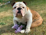 Un chien Bulldog Anglais adulte mâle de 5 ans LOF pour saillie