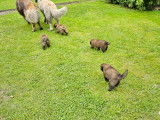 La famille en promenade