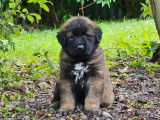Chiots de race Chien de Montagne Portugais à vendre (4 femelles & 4 mâles)